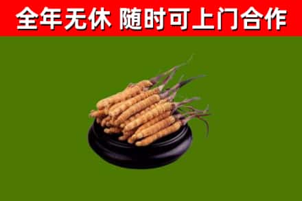 道孚回收冬虫夏草